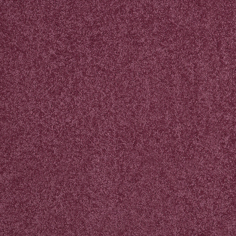 Tennessee Saxony Thick Purple Carpet