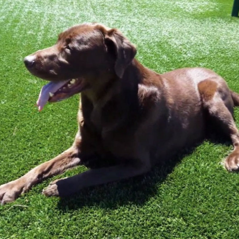 Hamper 28mm Artificial Grass