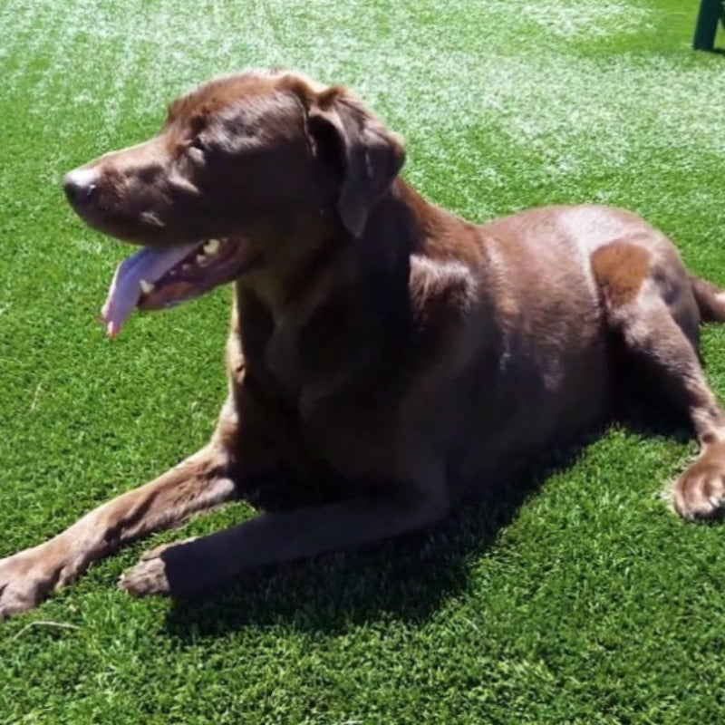 Temerion 30mm Thick Artificial Grass