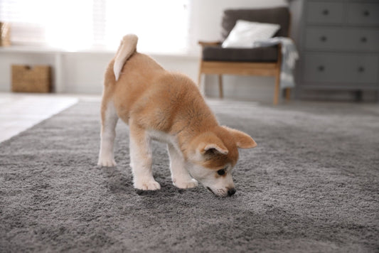 Carpet Smell