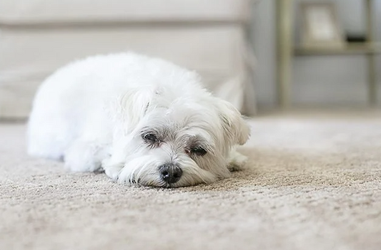 Pet-Friendly Carpets: Durable Options for Homes with Pets