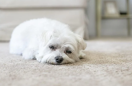 Pet-Friendly Carpets