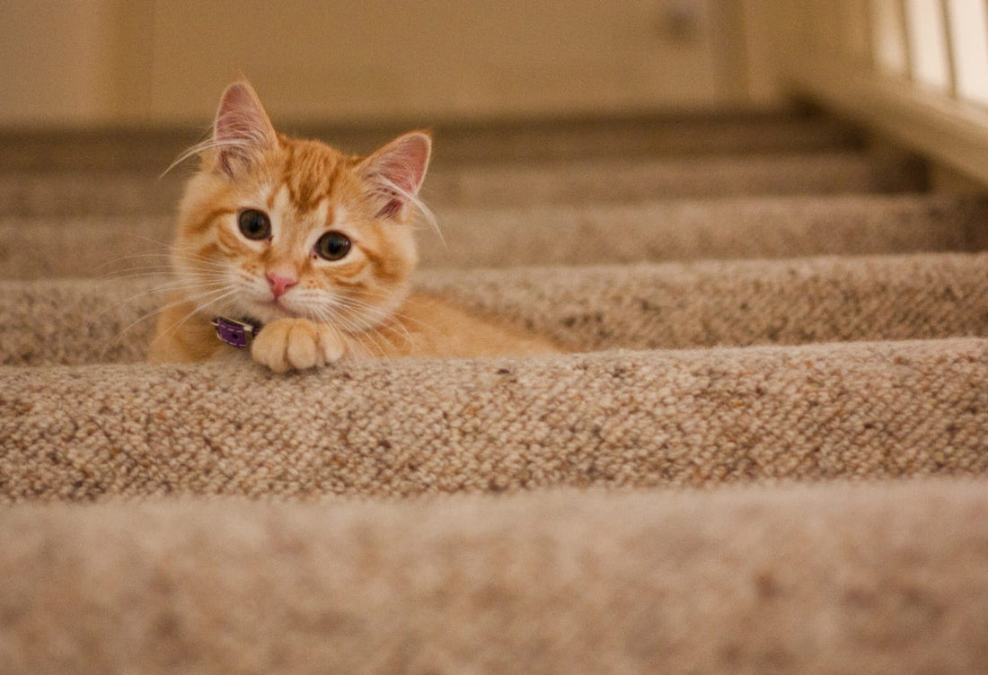 Pet Friendly Carpet